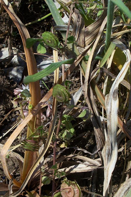 Erba medica orbicolare Erba medica orbicolare