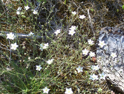 Vernal stitchwort