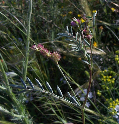 Cockscomb Sainfoin