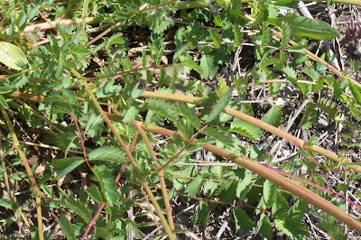 Garden burnet