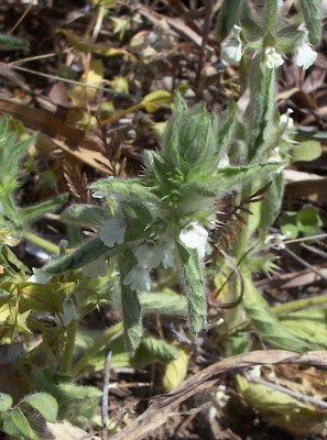 Sideritis romana L.