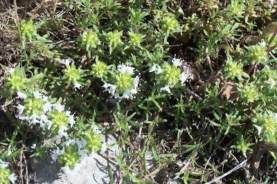 Thymus spinulosus Ten.