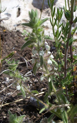 Sideritis romana L.