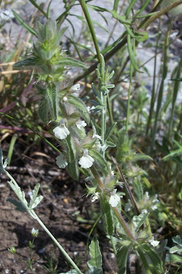 Sideritis romana L.