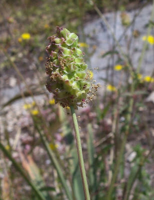 Garden burnet