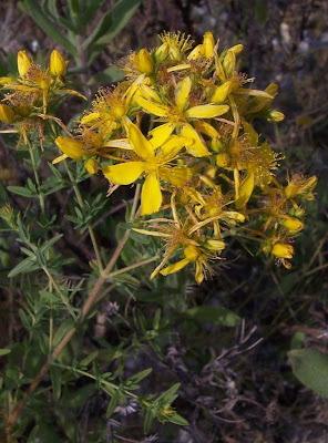Common St. Johnswort Common St. Johnswort