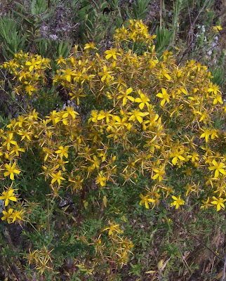 Common St. Johnswort Common St. Johnswort