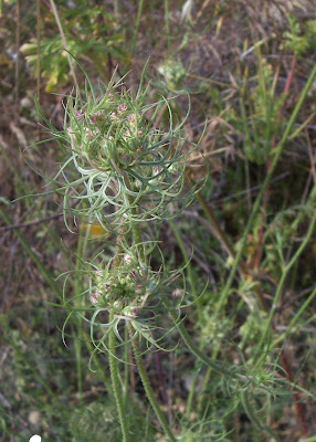 Carota coltivata Carota coltivata