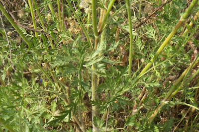 Carota coltivata Carota coltivata