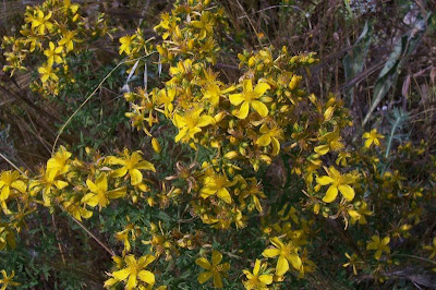 Common St. Johnswort Common St. Johnswort