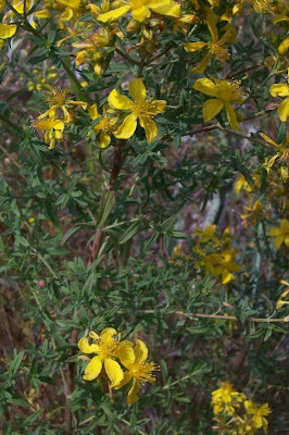Common St. Johnswort Common St. Johnswort
