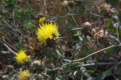 Centaurea nizzarda Centaurea nizzarda