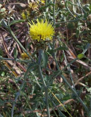 Centaurea nizzarda Centaurea nizzarda
