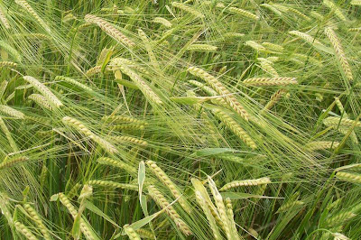 Cereal barley Cereal barley