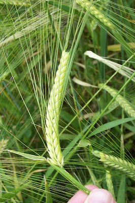 Cereal barley Cereal barley