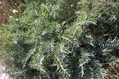 Atractylis gummifera,
acanthomastich,
Masticogna laticifera,
Pine Thistle,
pseudomastich Atractylis gummifera,
acanthomastich,
Masticogna laticifera,
Pine Thistle,
pseudomastich