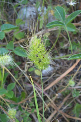 Bristly dogstail grass Bristly dogstail grass