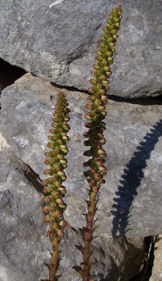 Umbilicus horizontalis,
Little Pennywort,
Narrow Navelwort,
Ombelico di Venere minore
