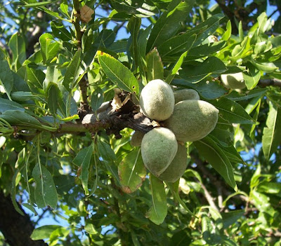 Almond Almond