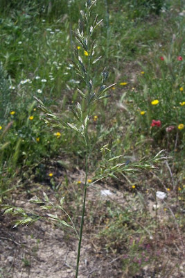 Alta fescue Alta fescue