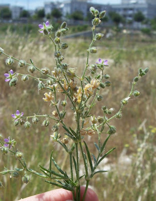 Esparcilla encarnada Esparcilla encarnada