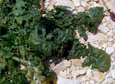 Radicchiella tirrenica