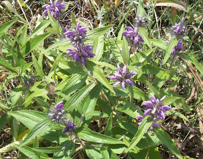 Phlomis herba-venti L.