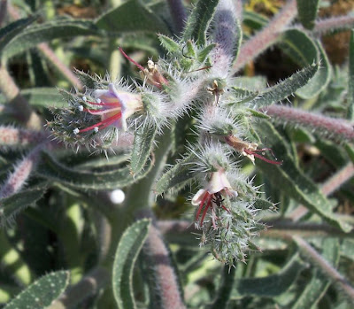 Echium asperrimum,
rough Italian-bugloss,
Viperina ruvidissima