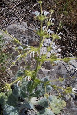 Salvia argentea,
Salvia argentea,
silver sage