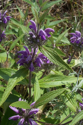 Phlomis herba-venti L.
