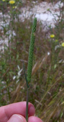 Codolina subulata Codolina subulata