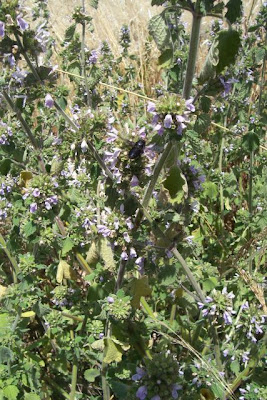 Ballota nigra L.