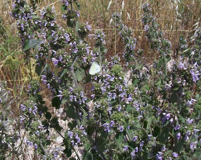 Ballota nigra L.