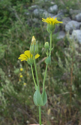 Blackstonia perfoliata,
Centauro giallo,
Yellow Wort Blackstonia perfoliata,
Centauro giallo,
Yellow Wort