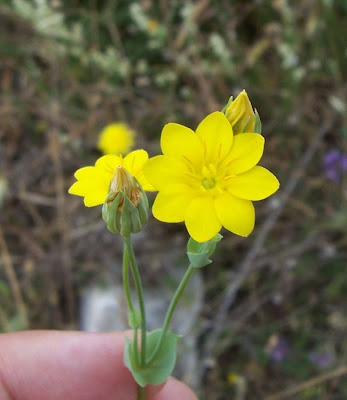 Blackstonia perfoliata,
Centauro giallo,
Yellow Wort Blackstonia perfoliata,
Centauro giallo,
Yellow Wort