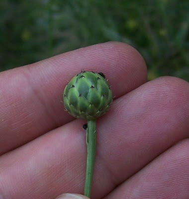 Mantisalca,
mantisalca Mantisalca,
mantisalca