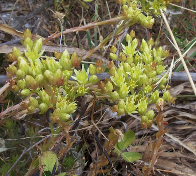 European stonecrop