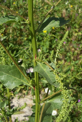 Bietola comune Bietola comune