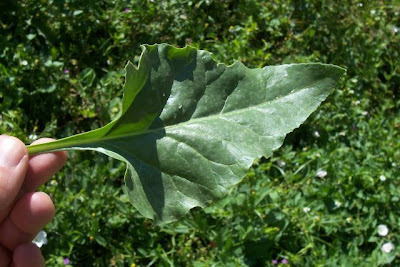 Bietola comune Bietola comune