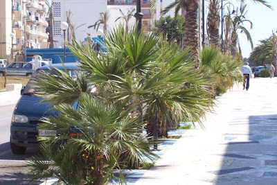 Manfredonia, Palme