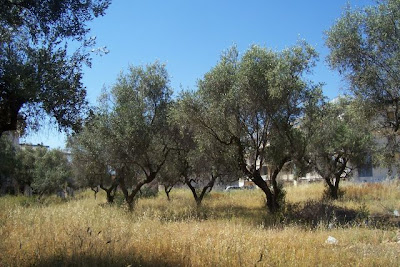 Manfredonia, Olivi
