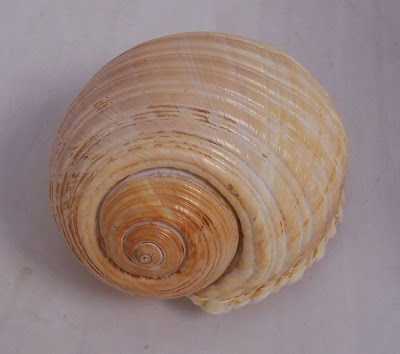 Giant tun