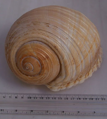 Giant tun