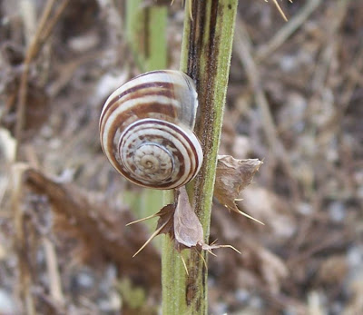 Chocolate-band snail Chocolate-band snail