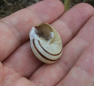 Chocolate-band snail Chocolate-band snail