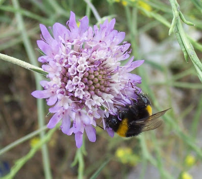 Bombus terrestris,
Buff tailed bumblebee,
Buff-tailed bumblebee,
Buff-tailed Humble-bee,
Large Earth Humble-bee