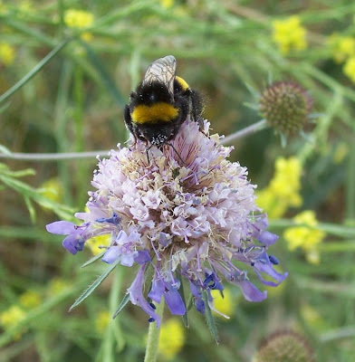 Bombus terrestris,
Buff tailed bumblebee,
Buff-tailed bumblebee,
Buff-tailed Humble-bee,
Large Earth Humble-bee