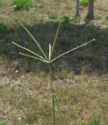 Bermuda grass Bermuda grass