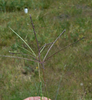 Bermuda grass Bermuda grass