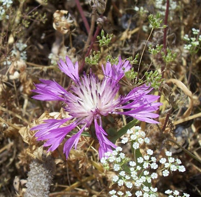 Centaurea subtilis Bertol.